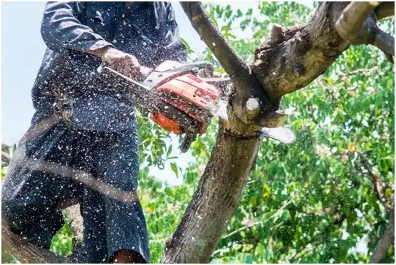 tree services Warminster Heights